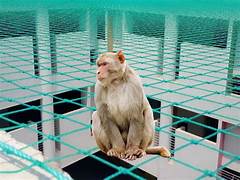 Monkey Safety Nets in Khammam